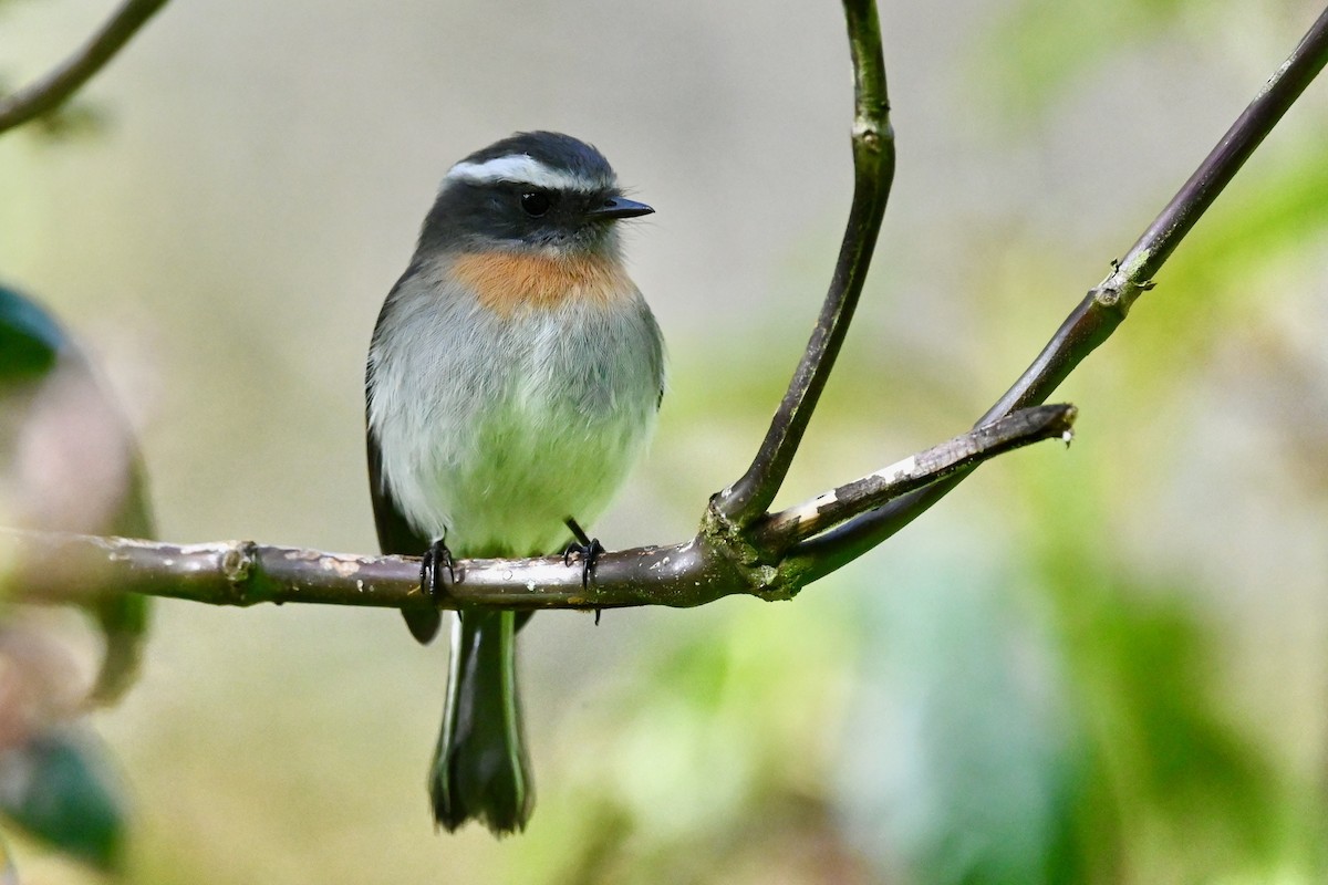 Rufous-breasted Chat-Tyrant - ML646852839