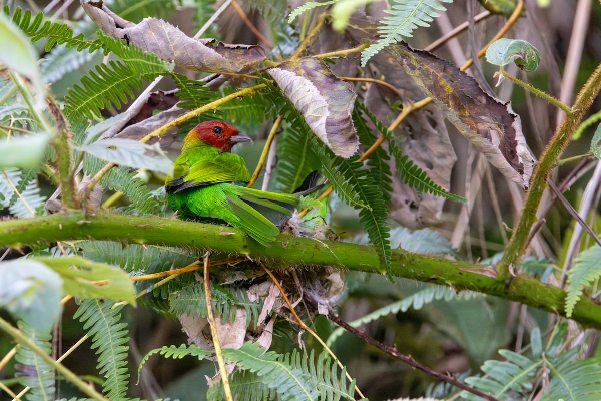 Bay-headed Tanager (Bay-and-green) - ML646852840