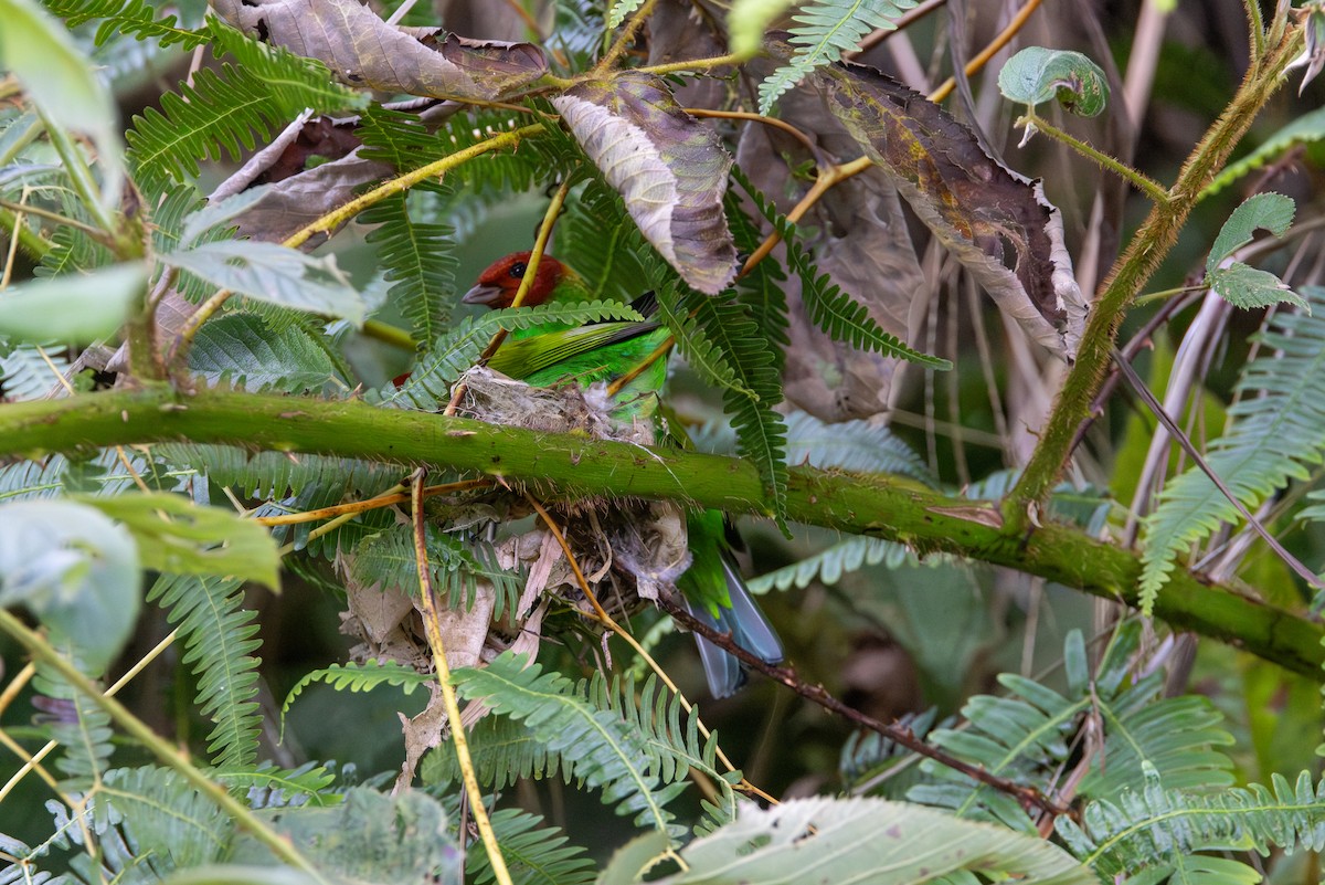Bay-headed Tanager (Bay-and-green) - ML646852841