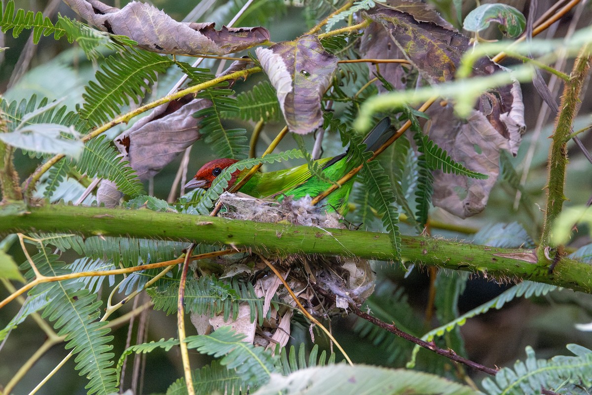 Bay-headed Tanager (Bay-and-green) - ML646852842
