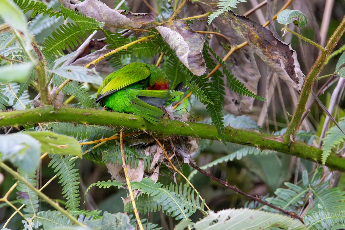 Bay-headed Tanager (Bay-and-green) - ML646852843