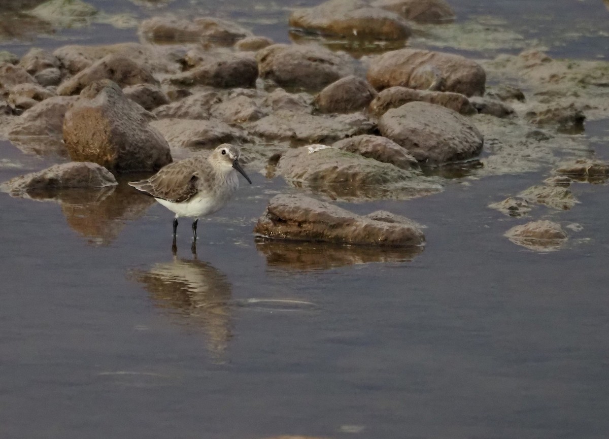 Dunlin - ML646852844
