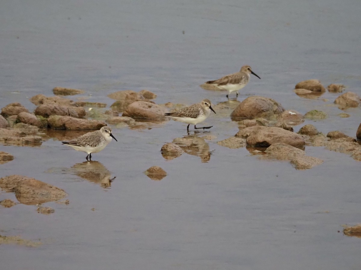 Dunlin - ML646852845