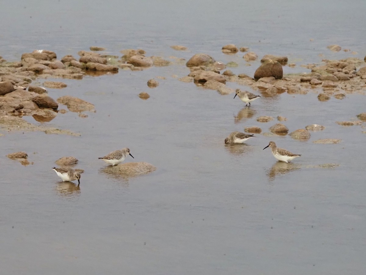 Dunlin - ML646852846