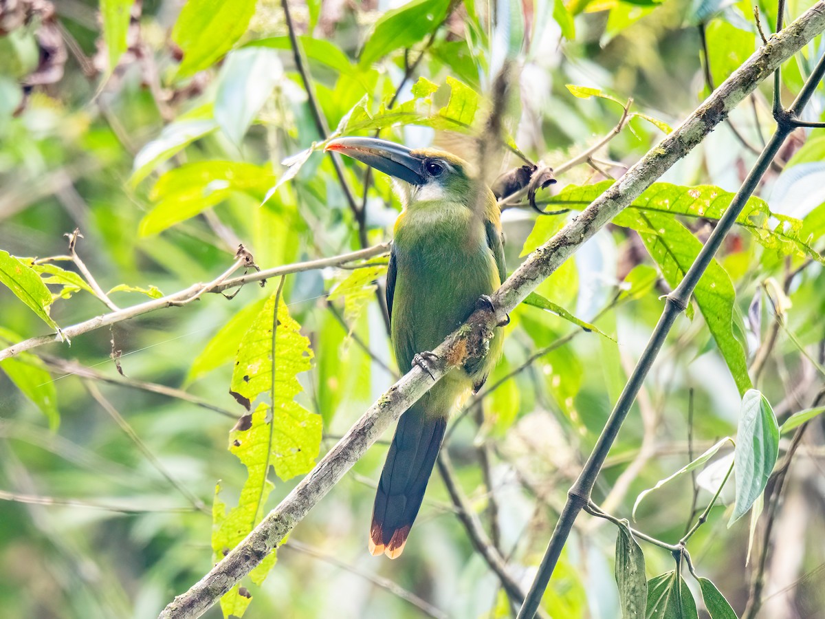 Blue-banded Toucanet - ML646852847