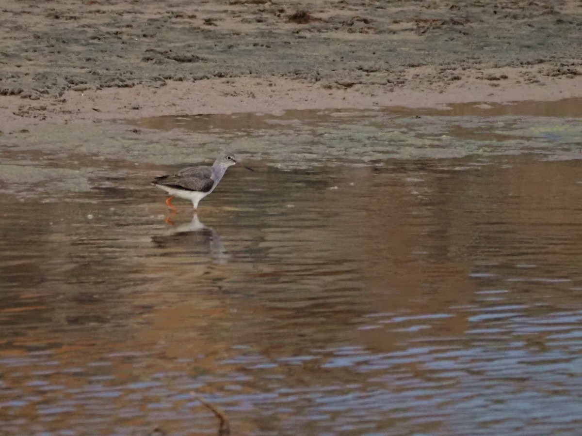 Common Redshank - ML646852849