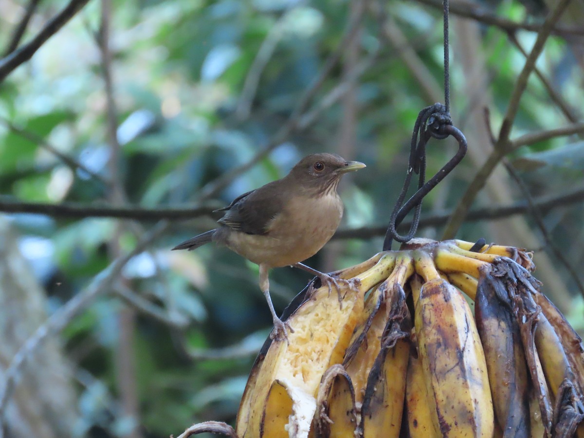 Clay-colored Thrush - ML646852850