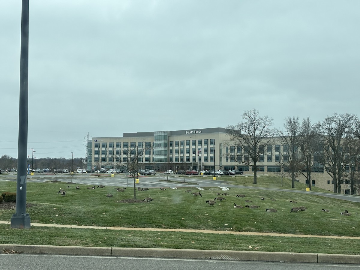 Canada Goose - ML646852852