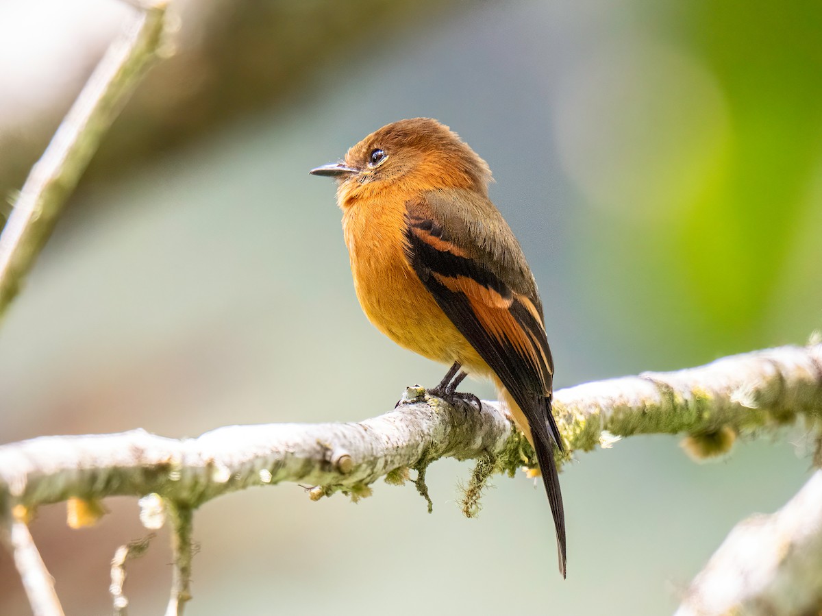 Cinnamon Flycatcher - ML646852853
