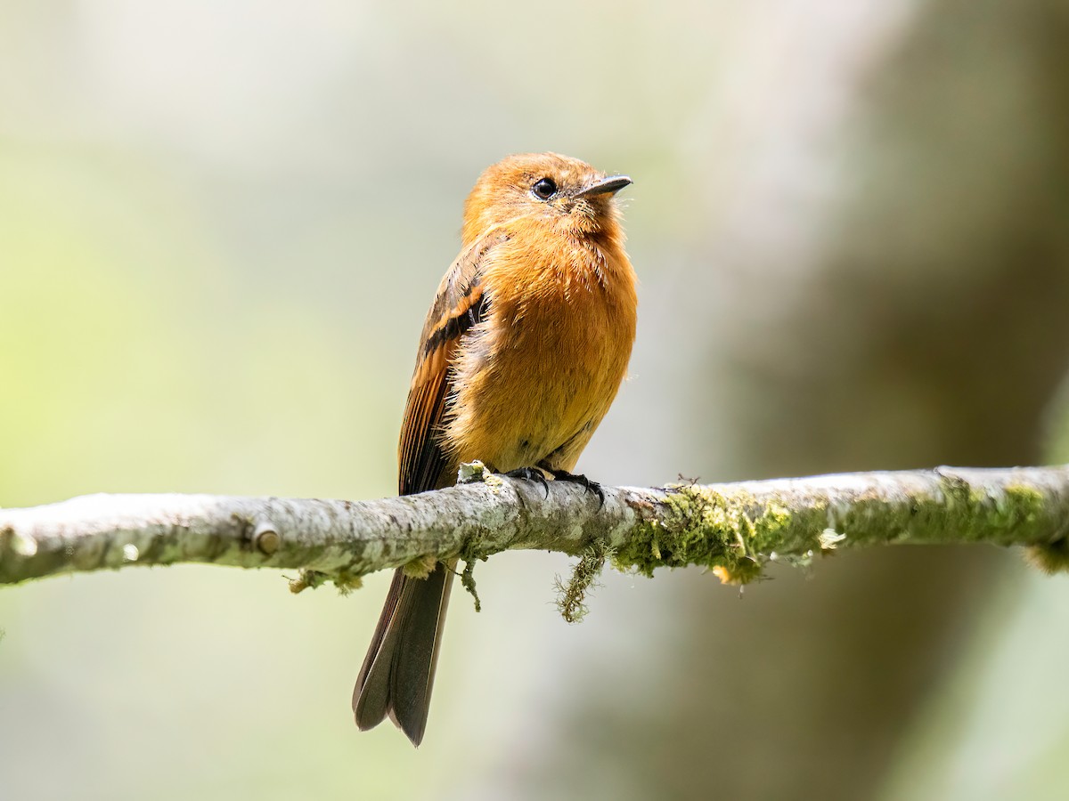 Cinnamon Flycatcher - ML646852854