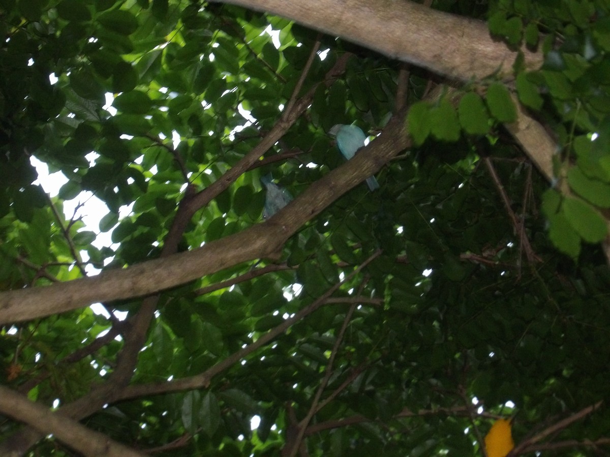 Oriole Blackbird - ML646852855