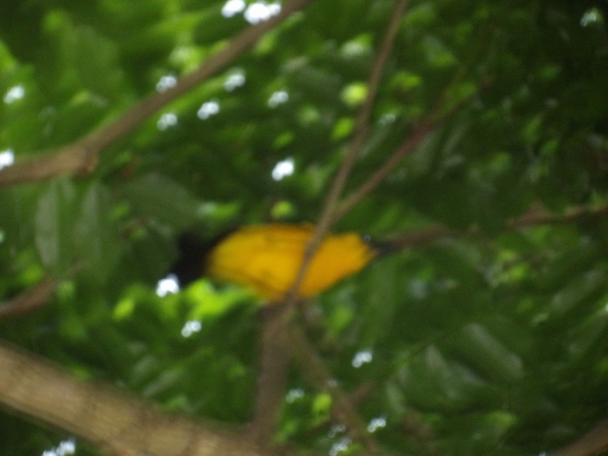 Oriole Blackbird - ML646852857