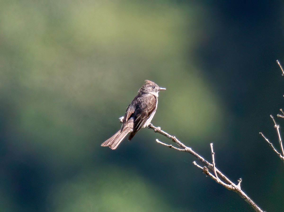 Smoke-colored Pewee - ML646852858