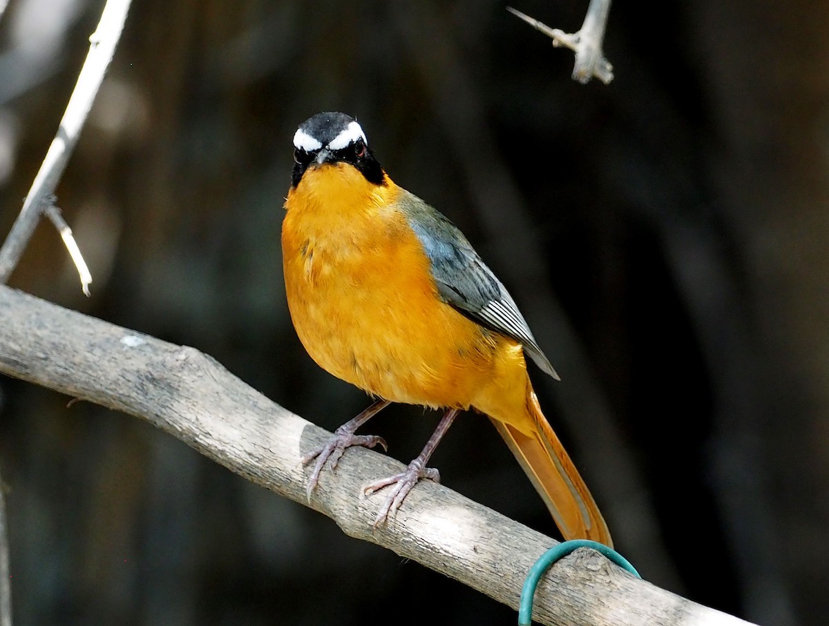 White-browed Robin-Chat - ML646852859
