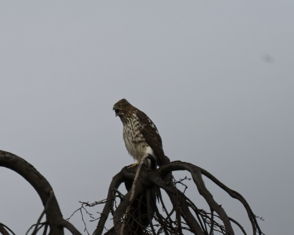 Sharp-shinned Hawk - ML646852864