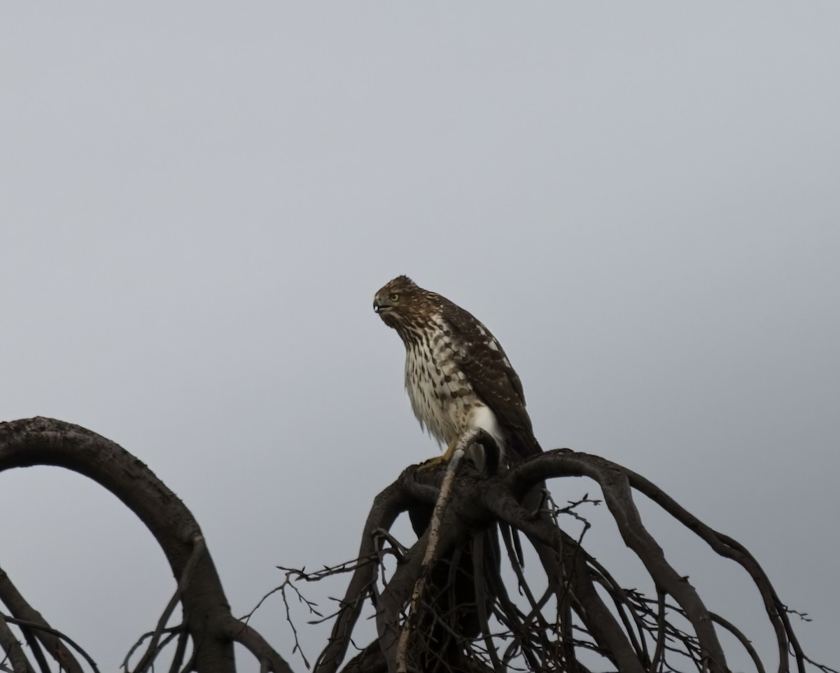 Sharp-shinned Hawk - ML646852865