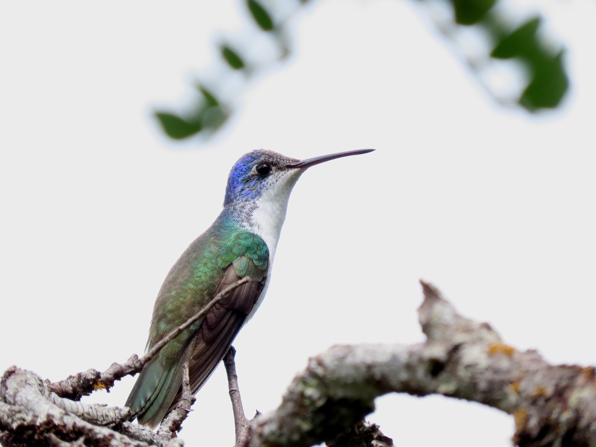 Андская амазилия - ML646852868