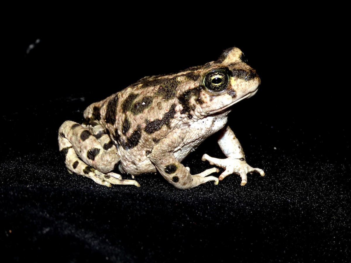 Животные - ML646852871