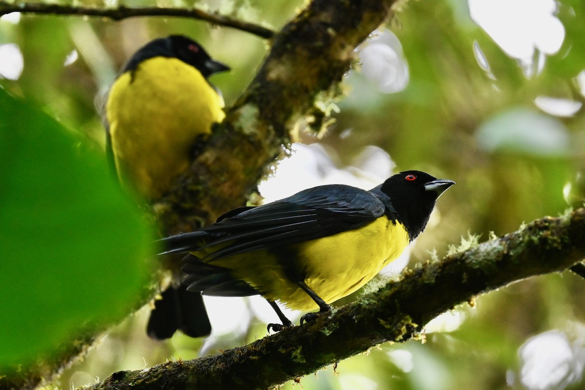 Hooded Mountain Tanager - ML646852872