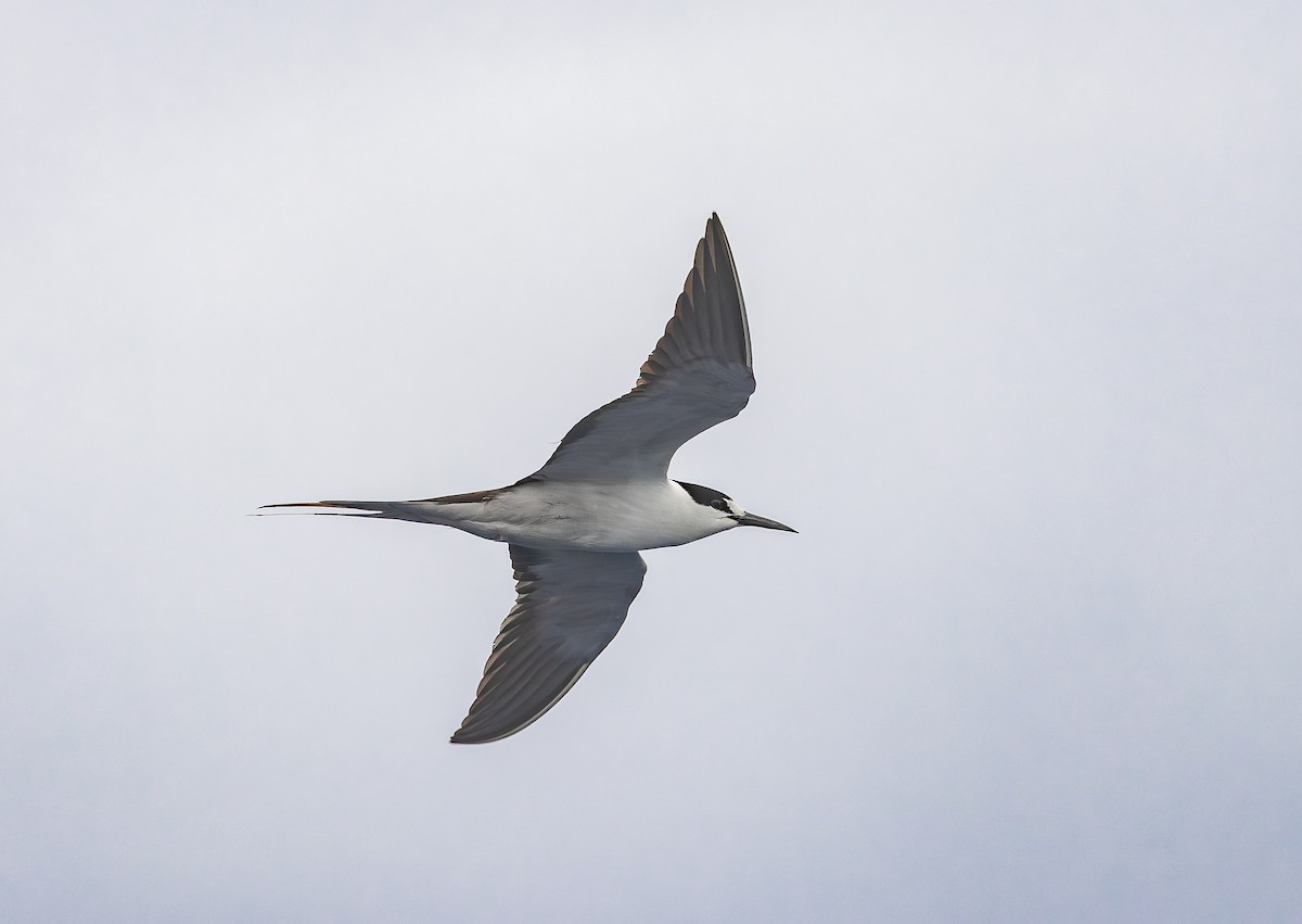 烏領燕鷗 - ML646852874