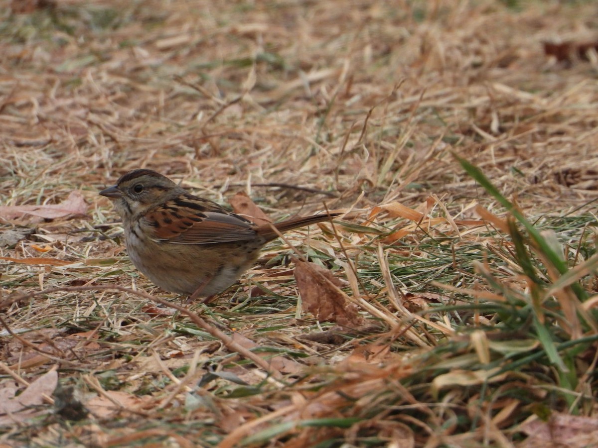 ヌマウタスズメ - ML646852877