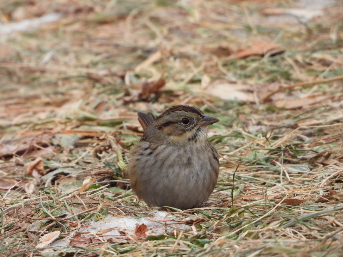 ヌマウタスズメ - ML646852878