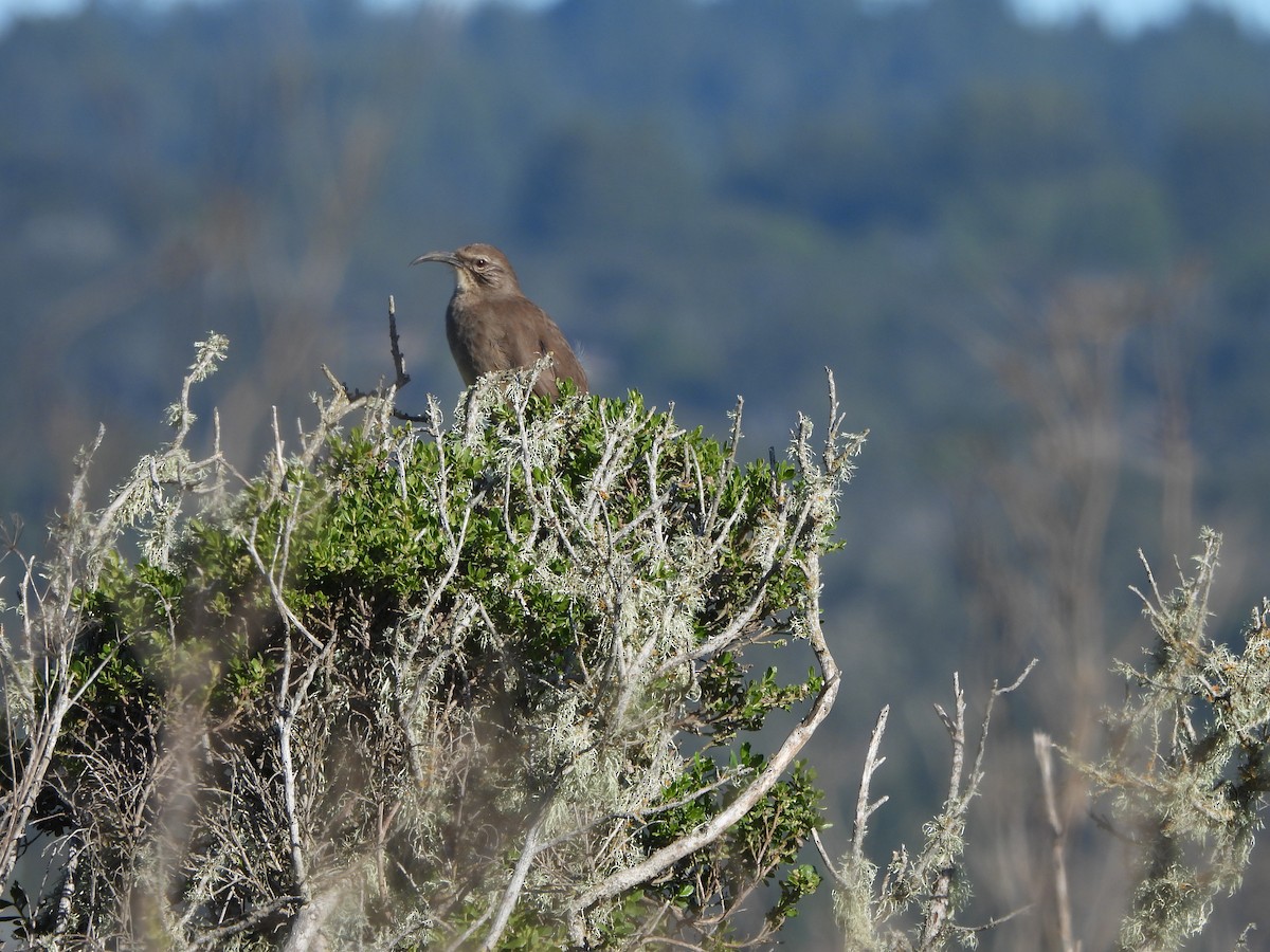 California Thrasher - ML646852881