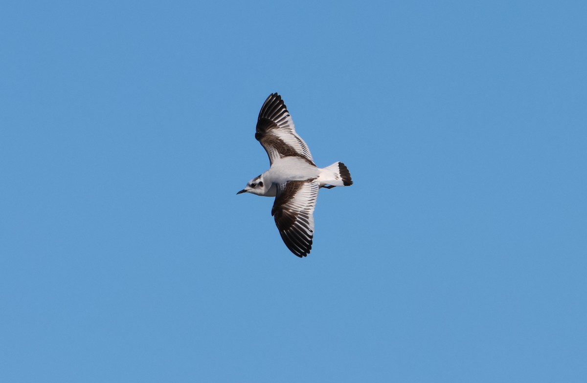 Mouette pygmée - ML646852882