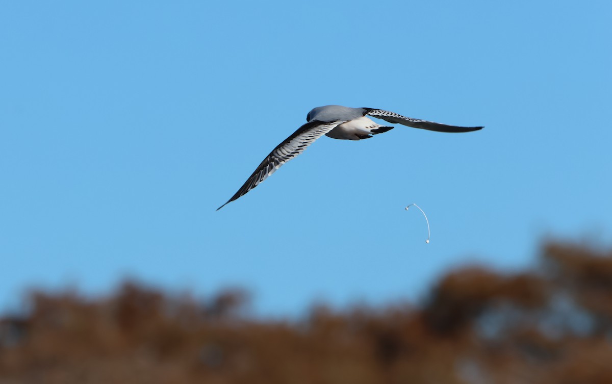 Mouette pygmée - ML646852883