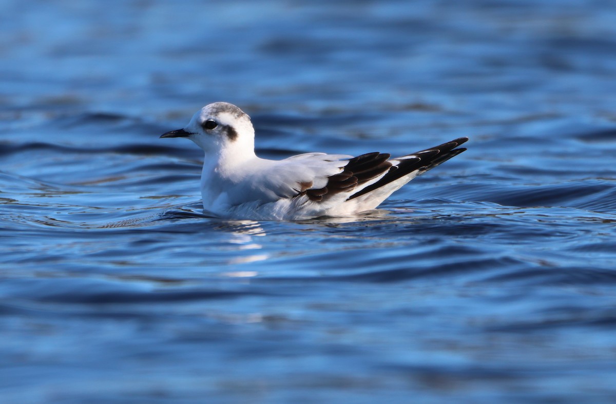 Mouette pygmée - ML646852884