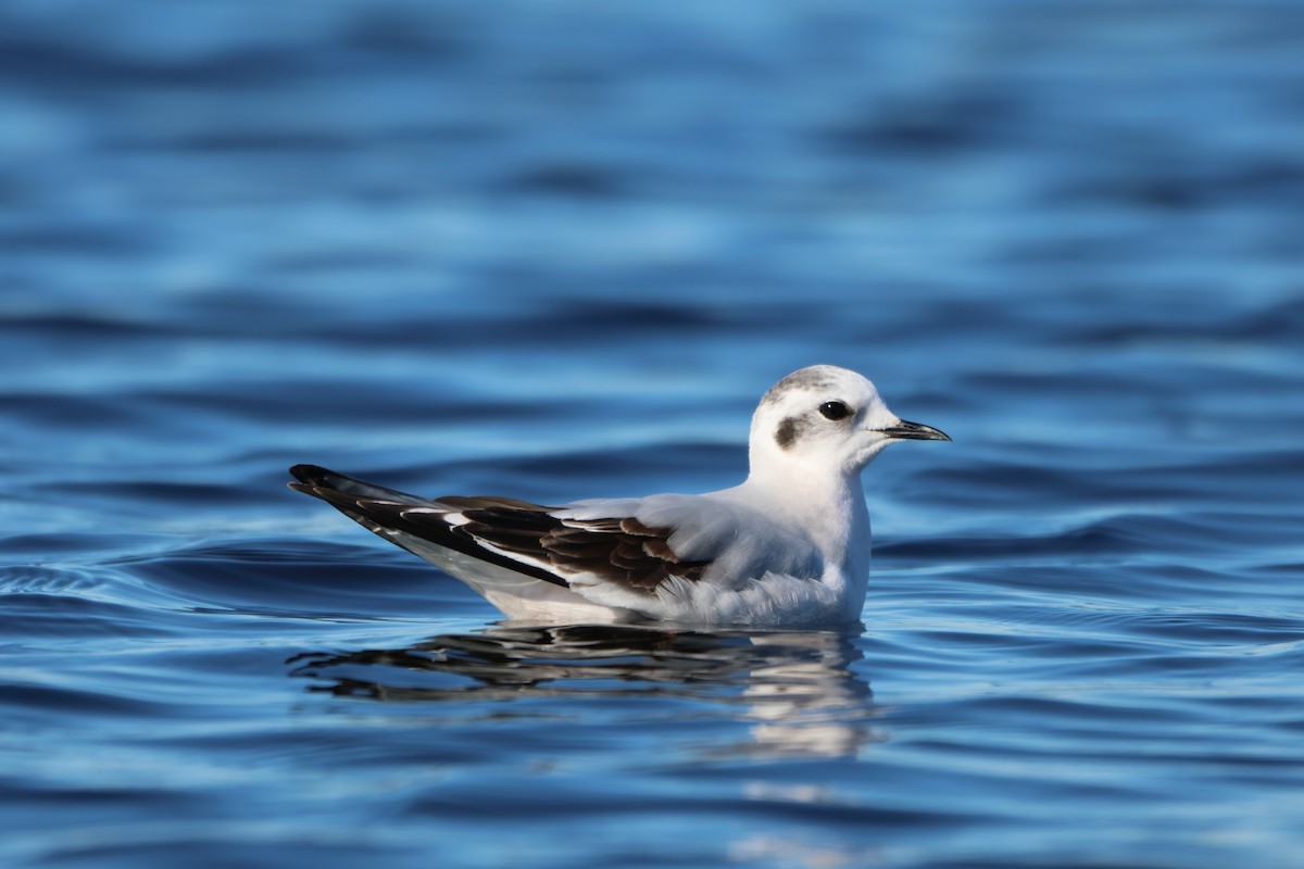 Mouette pygmée - ML646852885