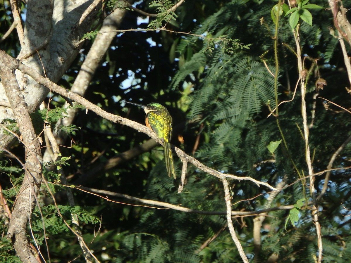 Rufous-tailed Jacamar - ML646852890