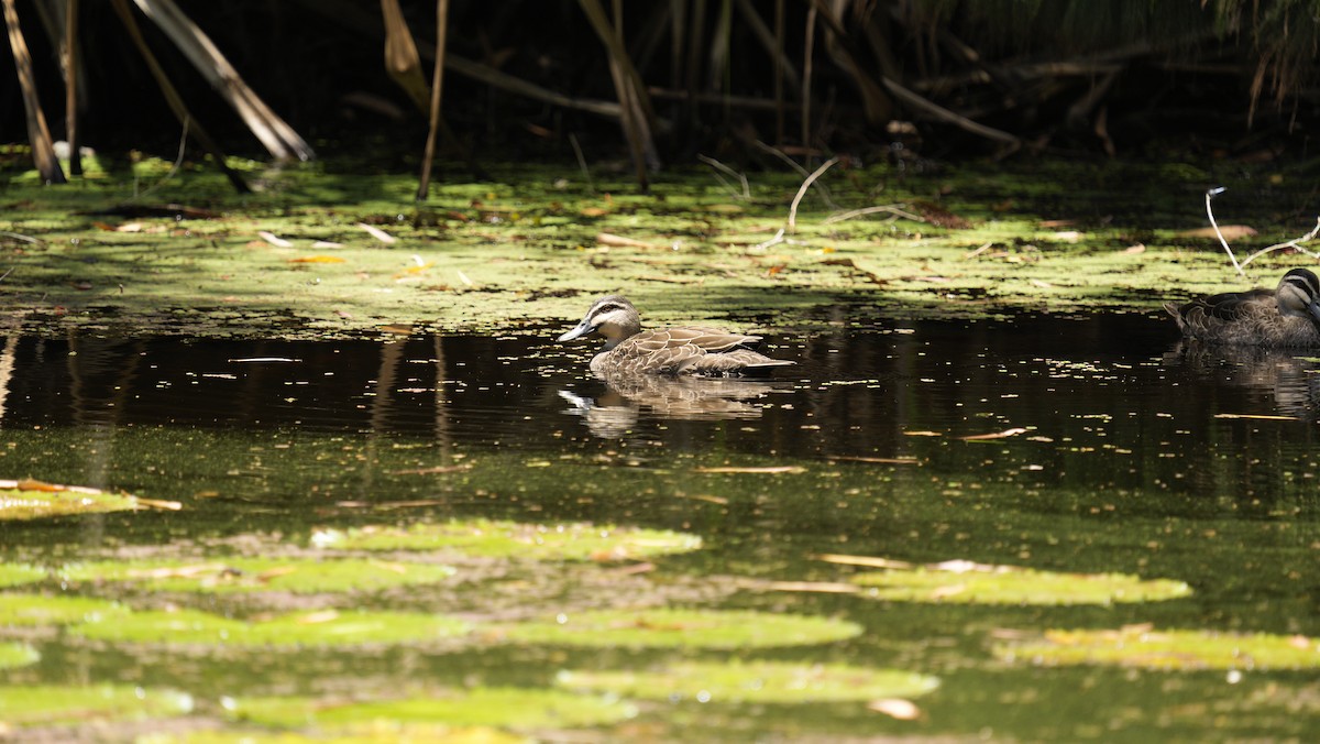 Augenbrauenente - ML646852891