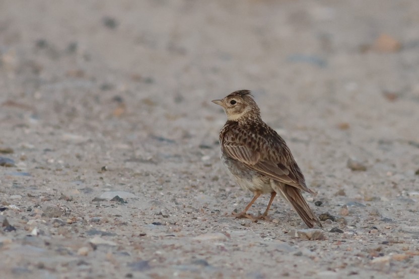Eurasian Skylark - ML646852892