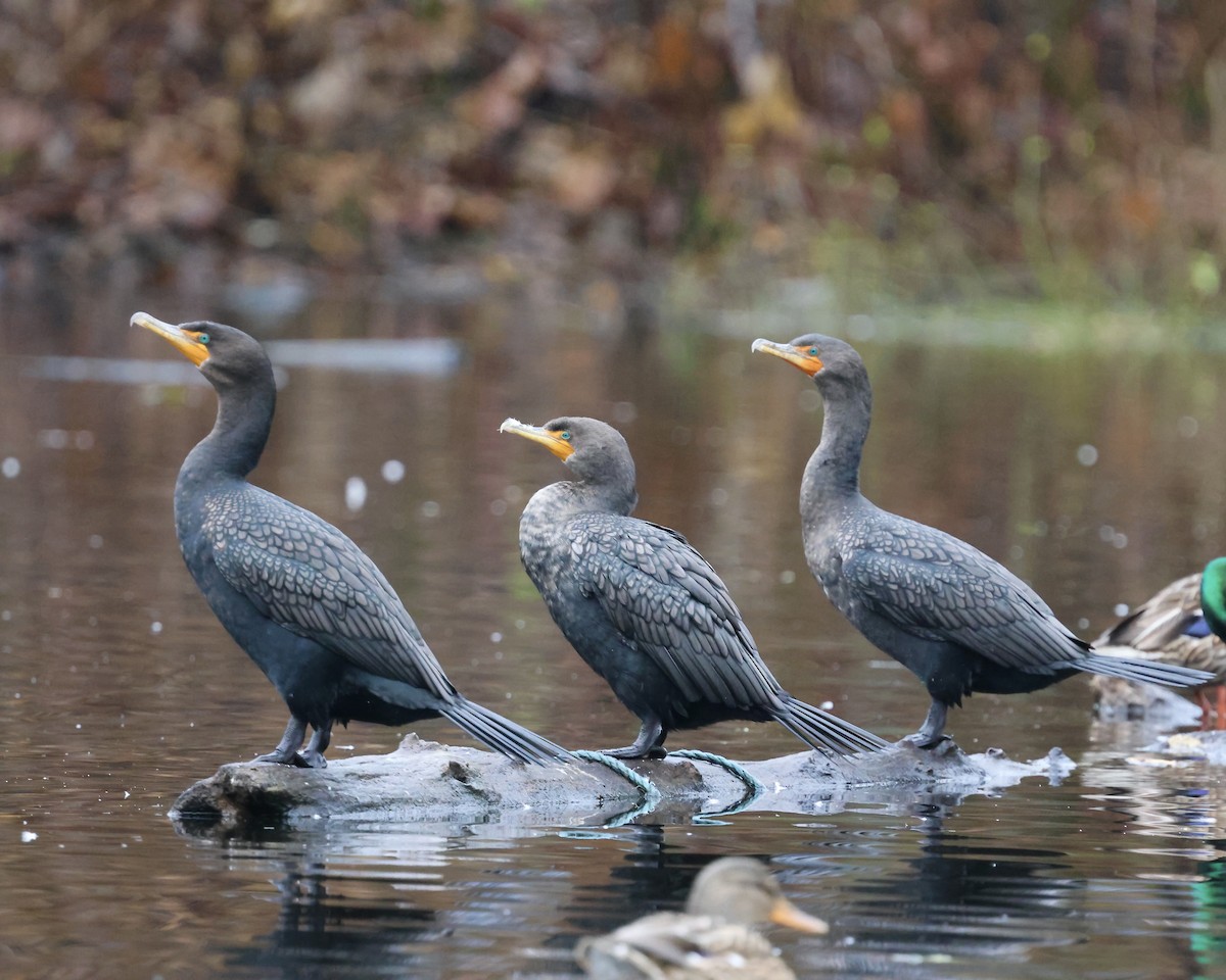 Cormoran à aigrettes - ML646852894