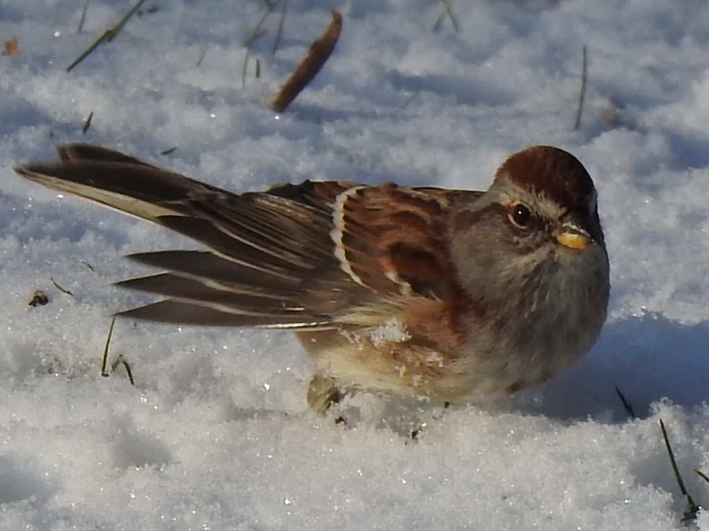 Пасовник північний - ML646852897