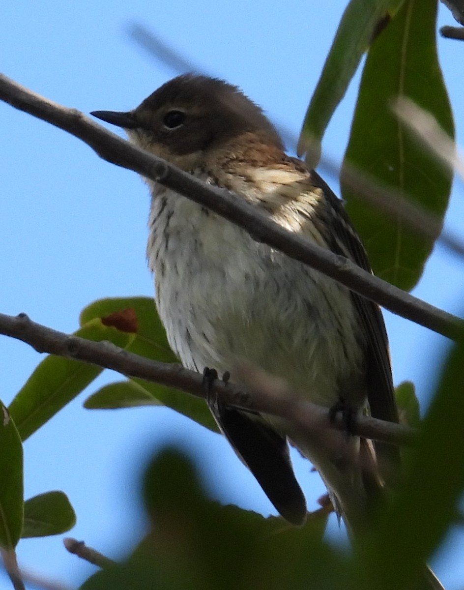 Пісняр-лісовик жовтогузий - ML646852898
