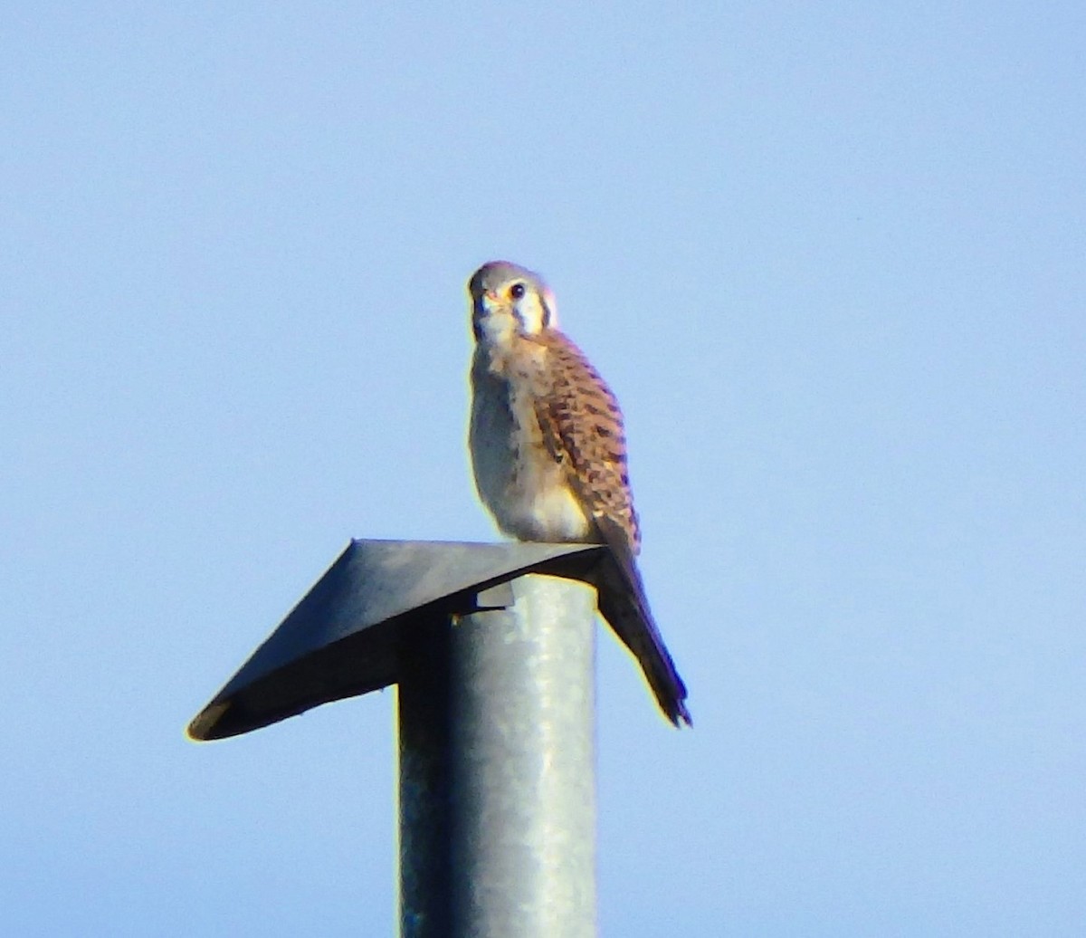 American Kestrel - ML646852899