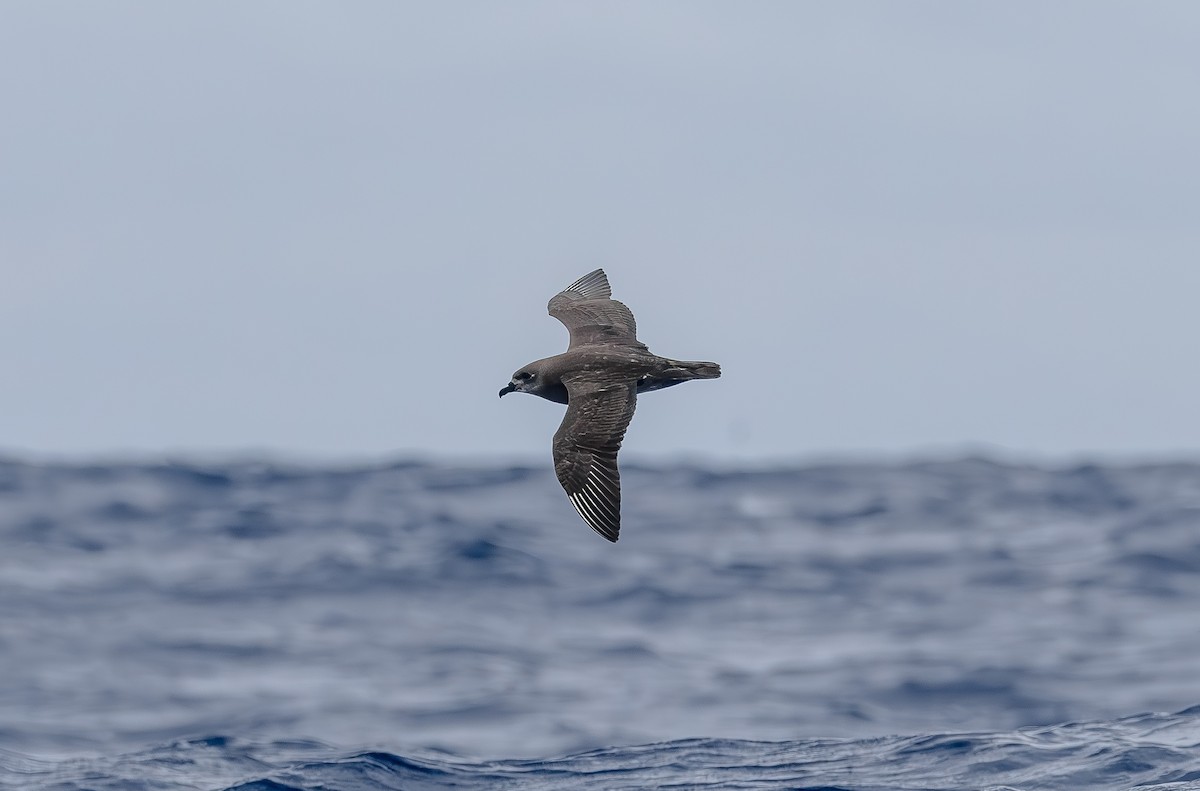 Kermadec Petrel - ML646852900