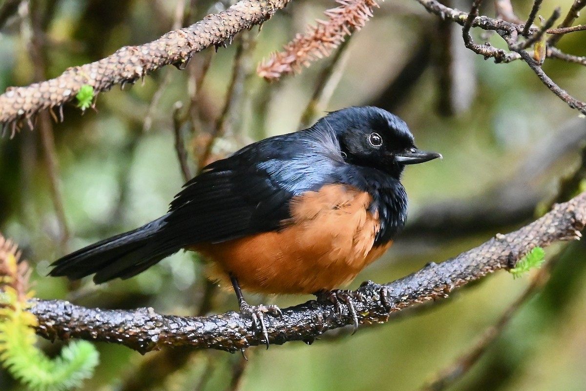 Chestnut-bellied Flowerpiercer - ML646852901
