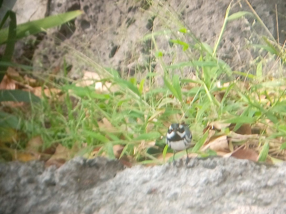 Paruline grise - ML646852902