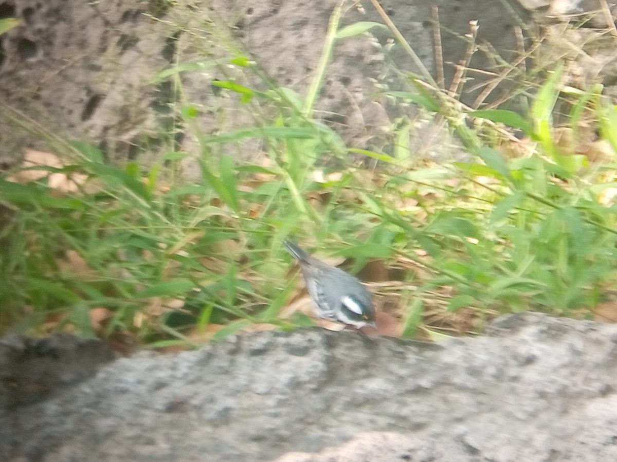 Paruline grise - ML646852903