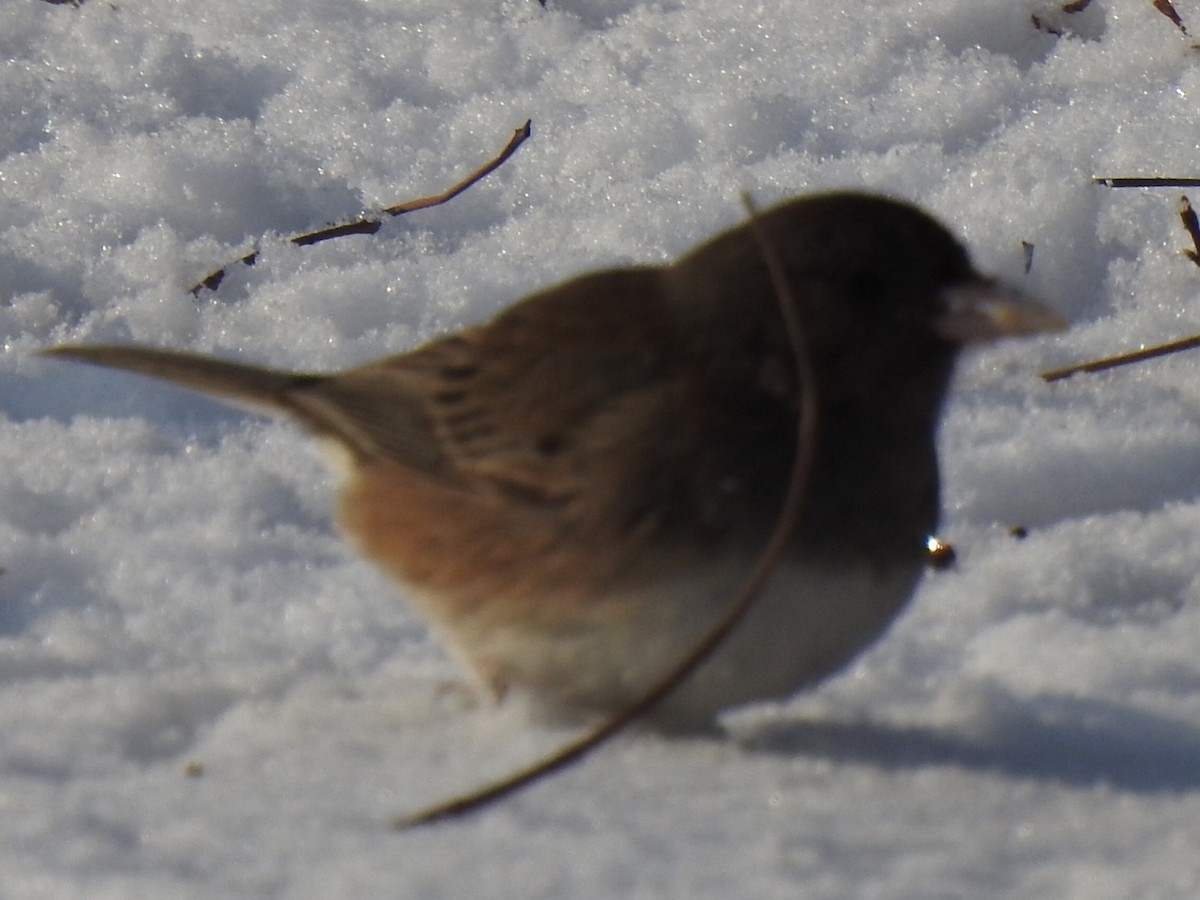 Dark-eyed Junco - ML646852904