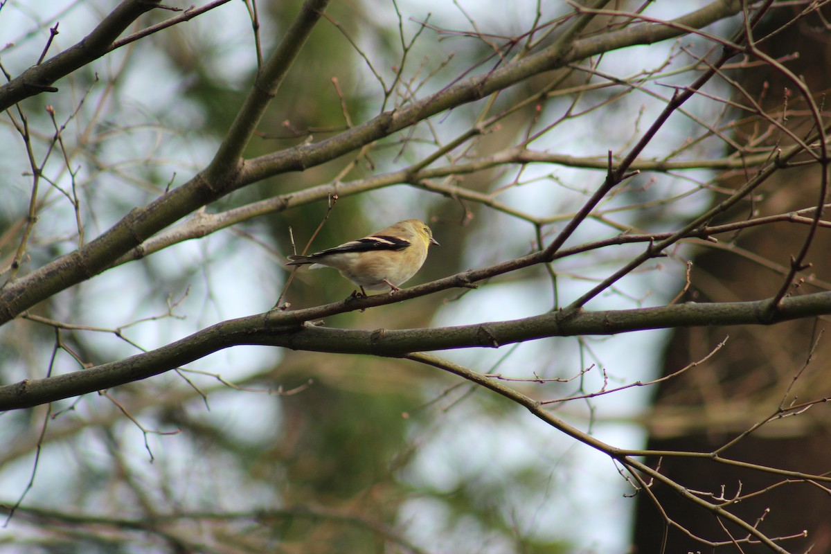 American Goldfinch - ML646852905