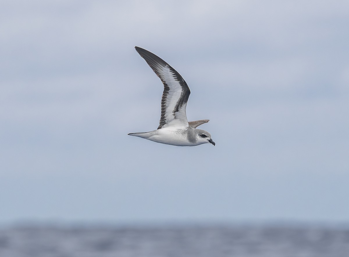 Black-winged Petrel - ML646852919