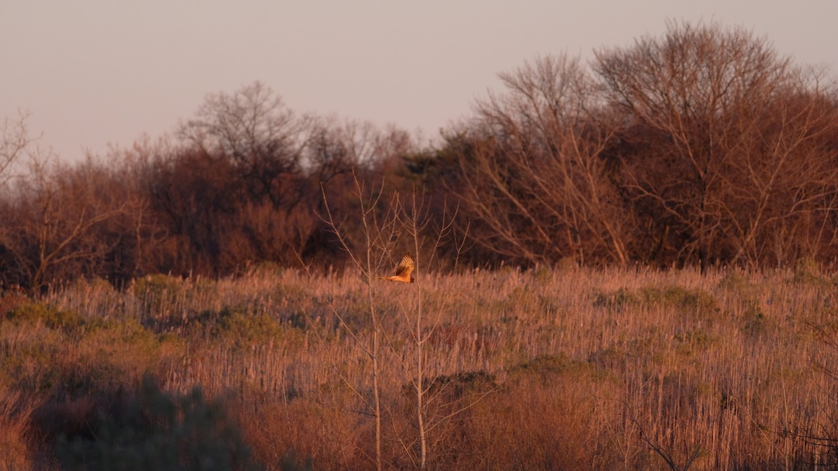 Лунь американський - ML646852920