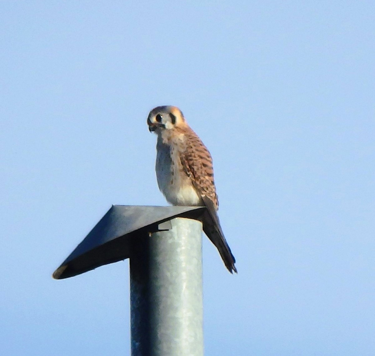 American Kestrel - ML646852921