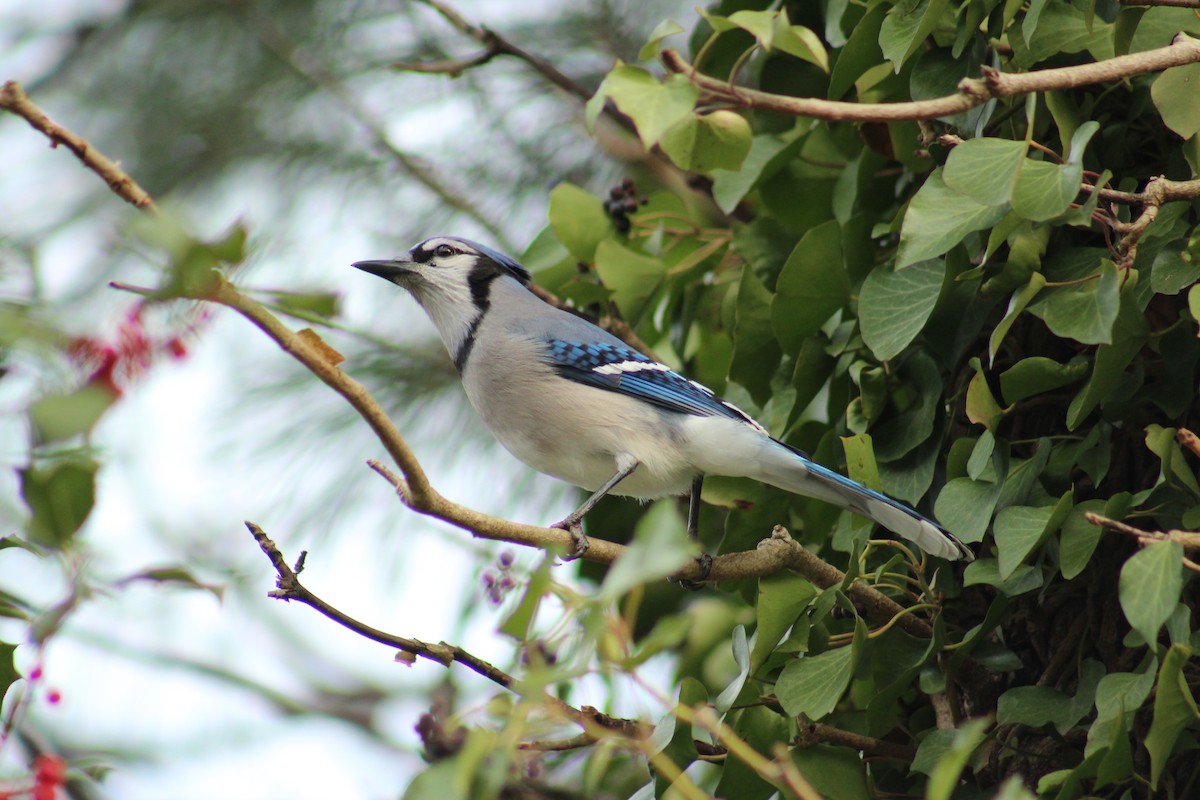 Сизойка блакитна - ML646852922