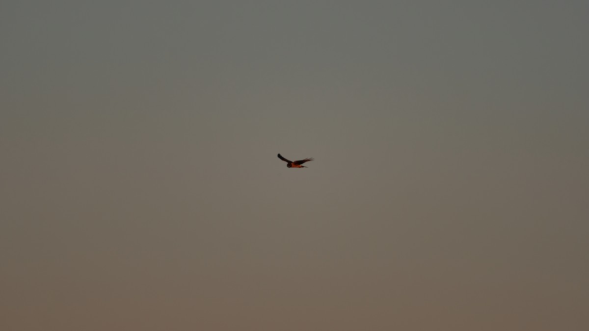 Лунь американський - ML646852923