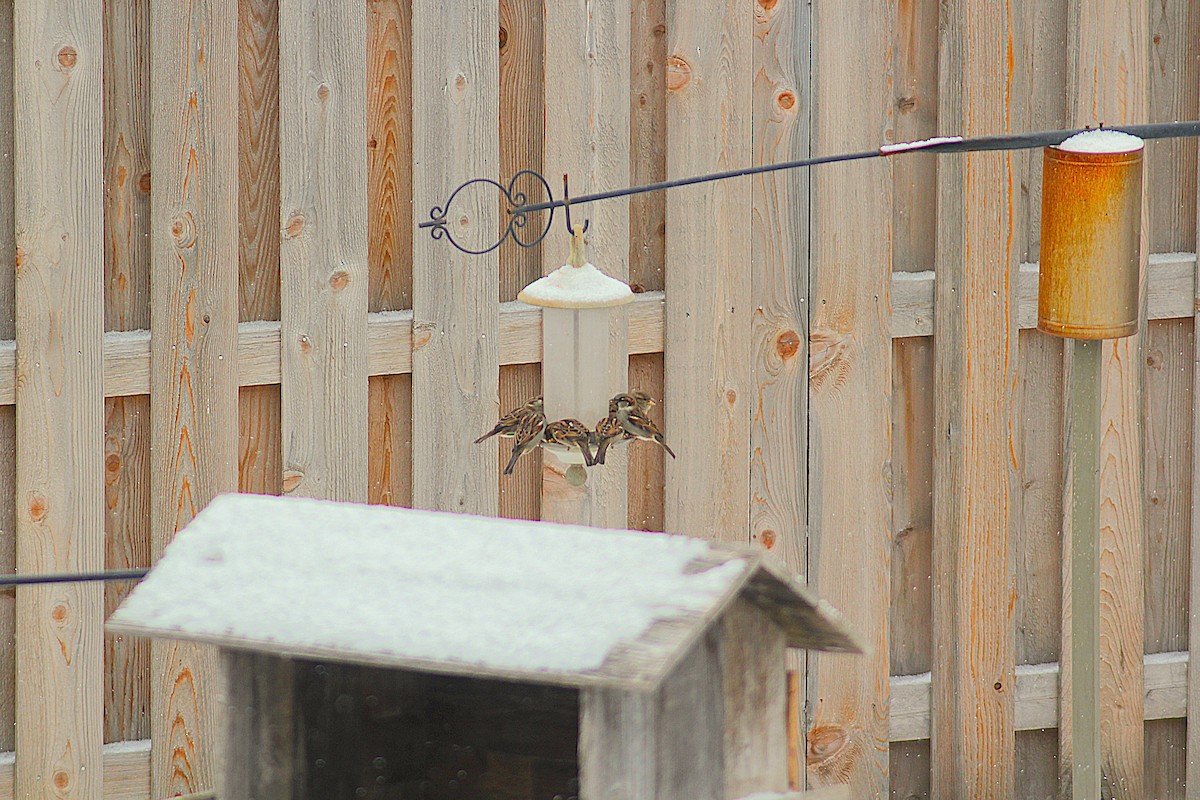 Горобець хатній - ML646852924